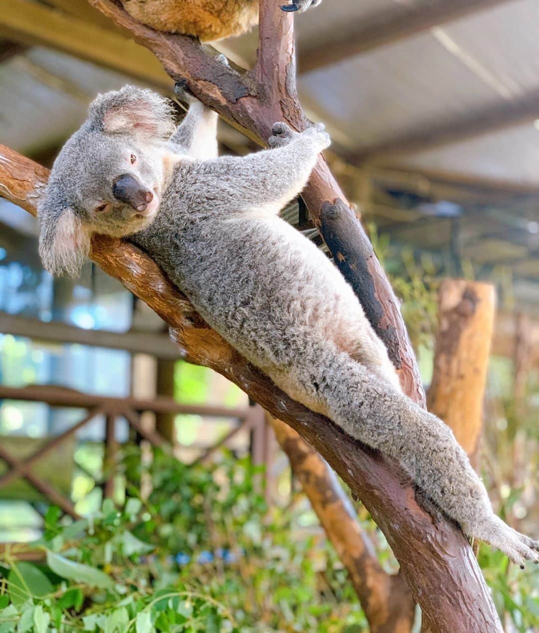 Australiaさんのインスタグラム写真 - (AustraliaInstagram)「Hang in there mate, you've made it halfway through the week! 🐨 Keeper @phoebe.214 captured this resident koala chilling out at @Rainforestation Nature Park in @TropicalNorthQueensland. Located within the lush #KurandaRainforest near #Cairns, the Australian native animals aren’t the only drawcard at this @Queensland attraction with the sanctuary also offering Army Duck Rainforest tours and the Pamagirri Aboriginal Experience. To get up close and personal with the resident wildlife on a #virtual tour, head to @Rainforestation’s Facebook page at 10 AM AEST later this morning. #seeaustralia #thisisqueensland #ExploreTNQ」6月25日 5時36分 - australia