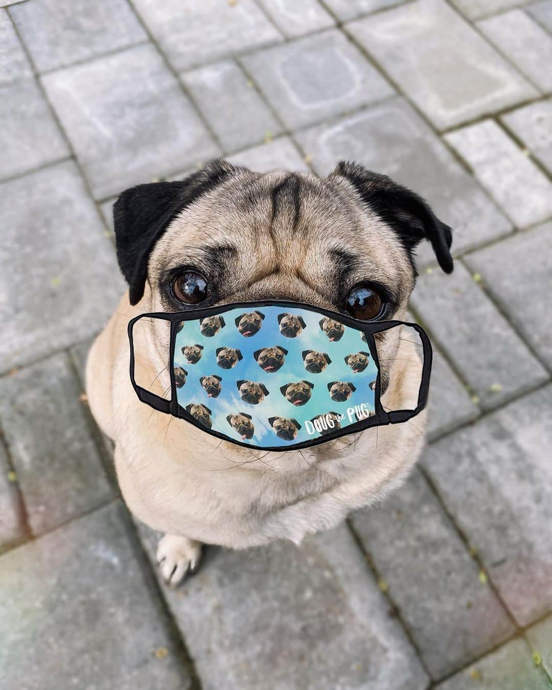 itsdougthepugさんのインスタグラム写真 - (itsdougthepugInstagram)「MASKS ARE BACK IN STOCK!! Link in bio or go to www.dougthepugstore.com - a portion of proceeds goes to the Covid-19 Solidarity Response Fund 🖤」6月25日 5時44分 - itsdougthepug