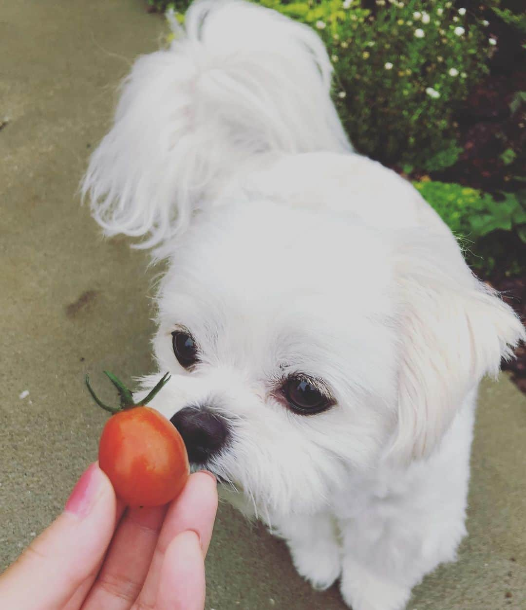 小野真弓さんのインスタグラム写真 - (小野真弓Instagram)「おはようございます☔️ 今朝は起き抜けに大きめな地震でした。 改めて、色々と気をつけないと(>_<)と思う朝です⚡️ 災害時、家でみんな一緒ならまだ安心ですが🐶🐶🙋‍♀️ もしも仕事中だったら、移動中だったら、などなど 色々仮定してみると恐ろし過ぎます。 気をつける事が沢山ですが、 今日も元気に過ごせますように🍀 良い一日を(о´∀`о) 写真は昨日の衣装です👗✨ #収録#ミントグリーン#ワンピース#衣装 #チワマル#ハルくん#トマトはボール#家庭菜園#庭活#地震#震度3か4でした#千葉暮らし#犬との暮らし#ハナちゃんそそくさ家の中へ 今朝の収穫は、プチトマト一個。 やったー！赤いボール！(*ﾟ∀ﾟ*)🍅✨ ハルくん、くわえて走り回ってます🐶 潰れると、ぺっ💨ハルくんの日課。 最後は良く洗って、ハナ姉ちゃんとかーさんが食べます😋これも日課✌️」6月25日 6時20分 - hanaharuaroi