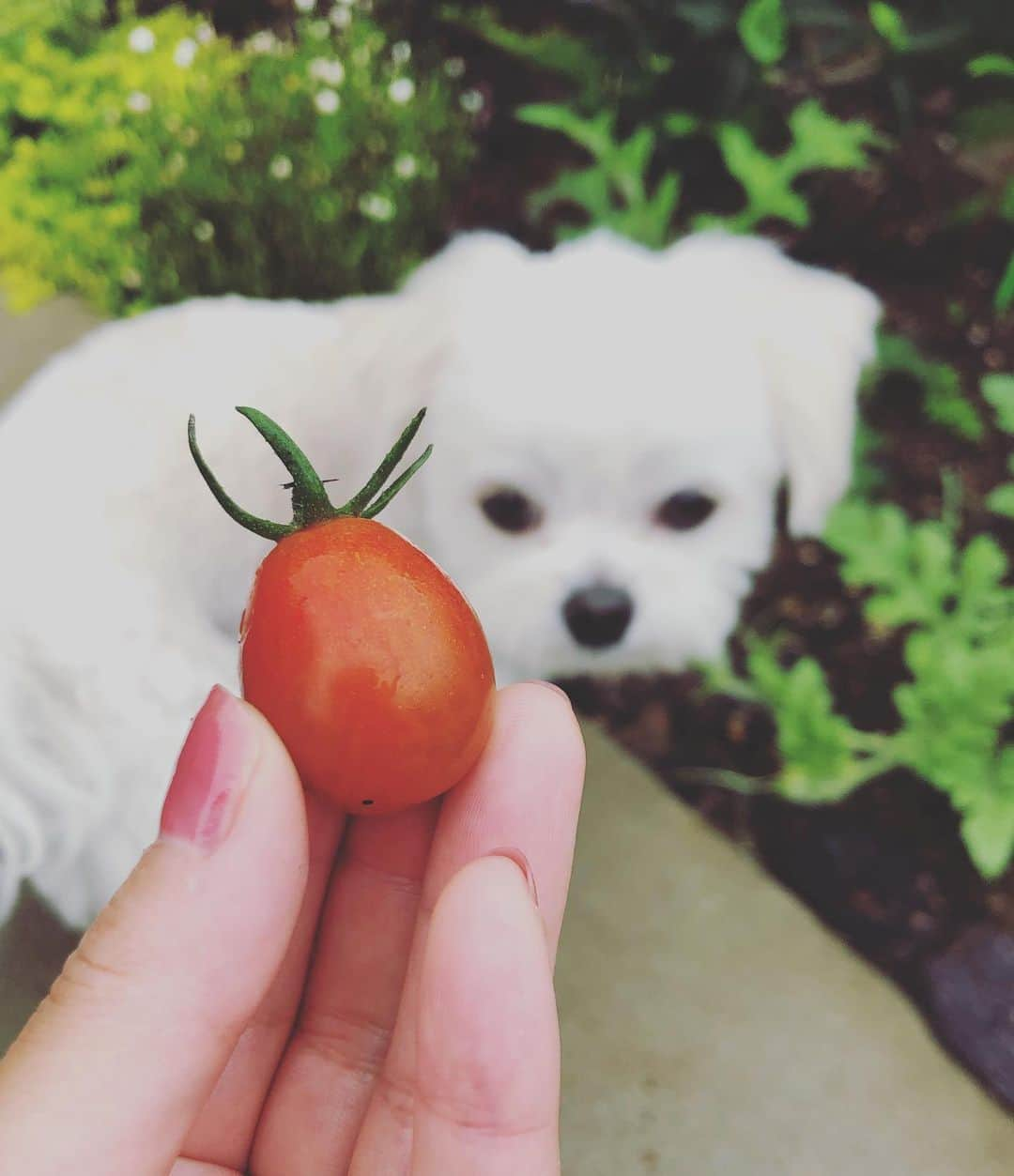 小野真弓さんのインスタグラム写真 - (小野真弓Instagram)「おはようございます☔️ 今朝は起き抜けに大きめな地震でした。 改めて、色々と気をつけないと(>_<)と思う朝です⚡️ 災害時、家でみんな一緒ならまだ安心ですが🐶🐶🙋‍♀️ もしも仕事中だったら、移動中だったら、などなど 色々仮定してみると恐ろし過ぎます。 気をつける事が沢山ですが、 今日も元気に過ごせますように🍀 良い一日を(о´∀`о) 写真は昨日の衣装です👗✨ #収録#ミントグリーン#ワンピース#衣装 #チワマル#ハルくん#トマトはボール#家庭菜園#庭活#地震#震度3か4でした#千葉暮らし#犬との暮らし#ハナちゃんそそくさ家の中へ 今朝の収穫は、プチトマト一個。 やったー！赤いボール！(*ﾟ∀ﾟ*)🍅✨ ハルくん、くわえて走り回ってます🐶 潰れると、ぺっ💨ハルくんの日課。 最後は良く洗って、ハナ姉ちゃんとかーさんが食べます😋これも日課✌️」6月25日 6時20分 - hanaharuaroi