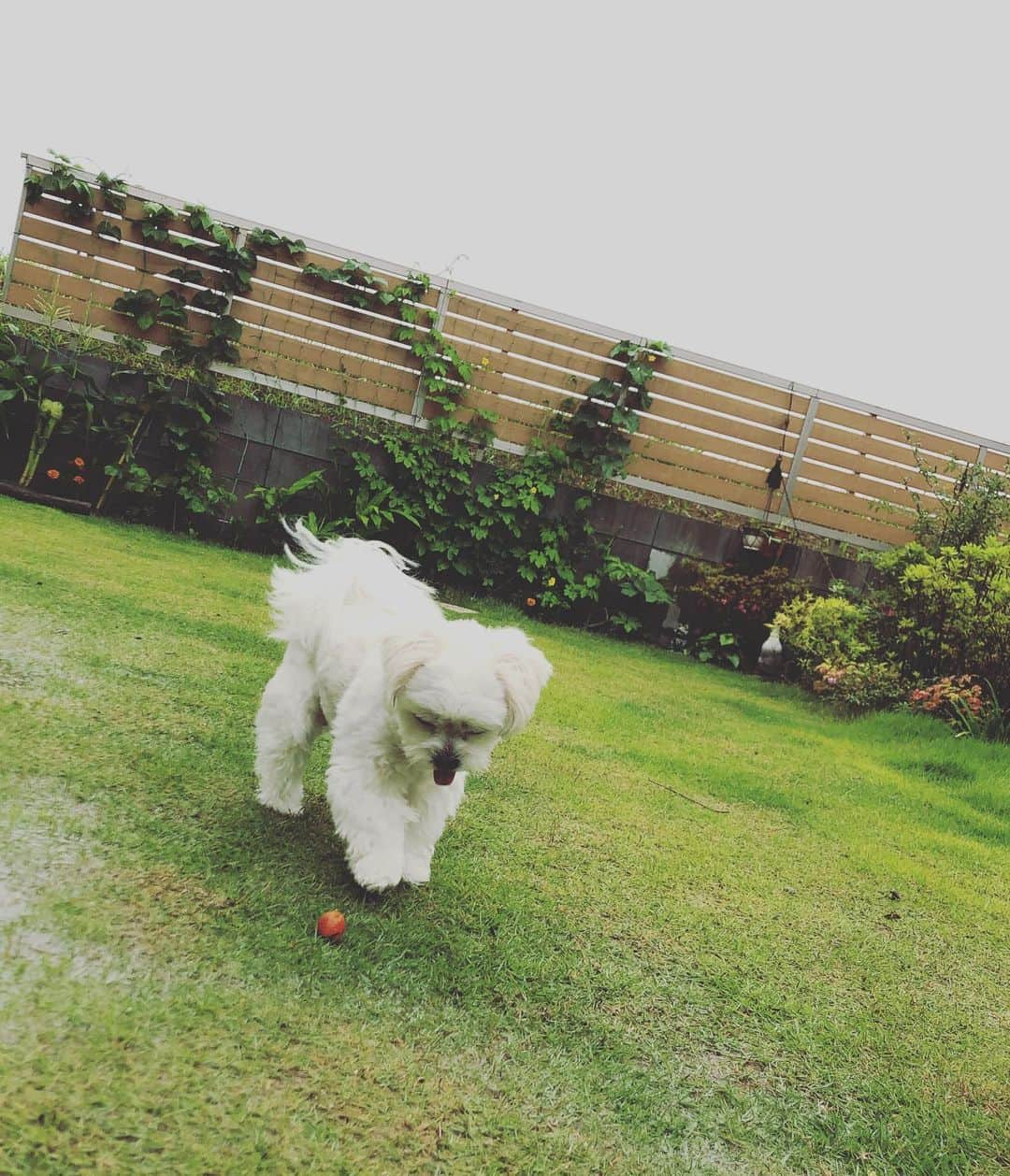 小野真弓さんのインスタグラム写真 - (小野真弓Instagram)「おはようございます☔️ 今朝は起き抜けに大きめな地震でした。 改めて、色々と気をつけないと(>_<)と思う朝です⚡️ 災害時、家でみんな一緒ならまだ安心ですが🐶🐶🙋‍♀️ もしも仕事中だったら、移動中だったら、などなど 色々仮定してみると恐ろし過ぎます。 気をつける事が沢山ですが、 今日も元気に過ごせますように🍀 良い一日を(о´∀`о) 写真は昨日の衣装です👗✨ #収録#ミントグリーン#ワンピース#衣装 #チワマル#ハルくん#トマトはボール#家庭菜園#庭活#地震#震度3か4でした#千葉暮らし#犬との暮らし#ハナちゃんそそくさ家の中へ 今朝の収穫は、プチトマト一個。 やったー！赤いボール！(*ﾟ∀ﾟ*)🍅✨ ハルくん、くわえて走り回ってます🐶 潰れると、ぺっ💨ハルくんの日課。 最後は良く洗って、ハナ姉ちゃんとかーさんが食べます😋これも日課✌️」6月25日 6時20分 - hanaharuaroi