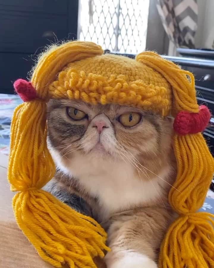 Tinaのインスタグラム：「Wheezy heard blondes have more fun😹」