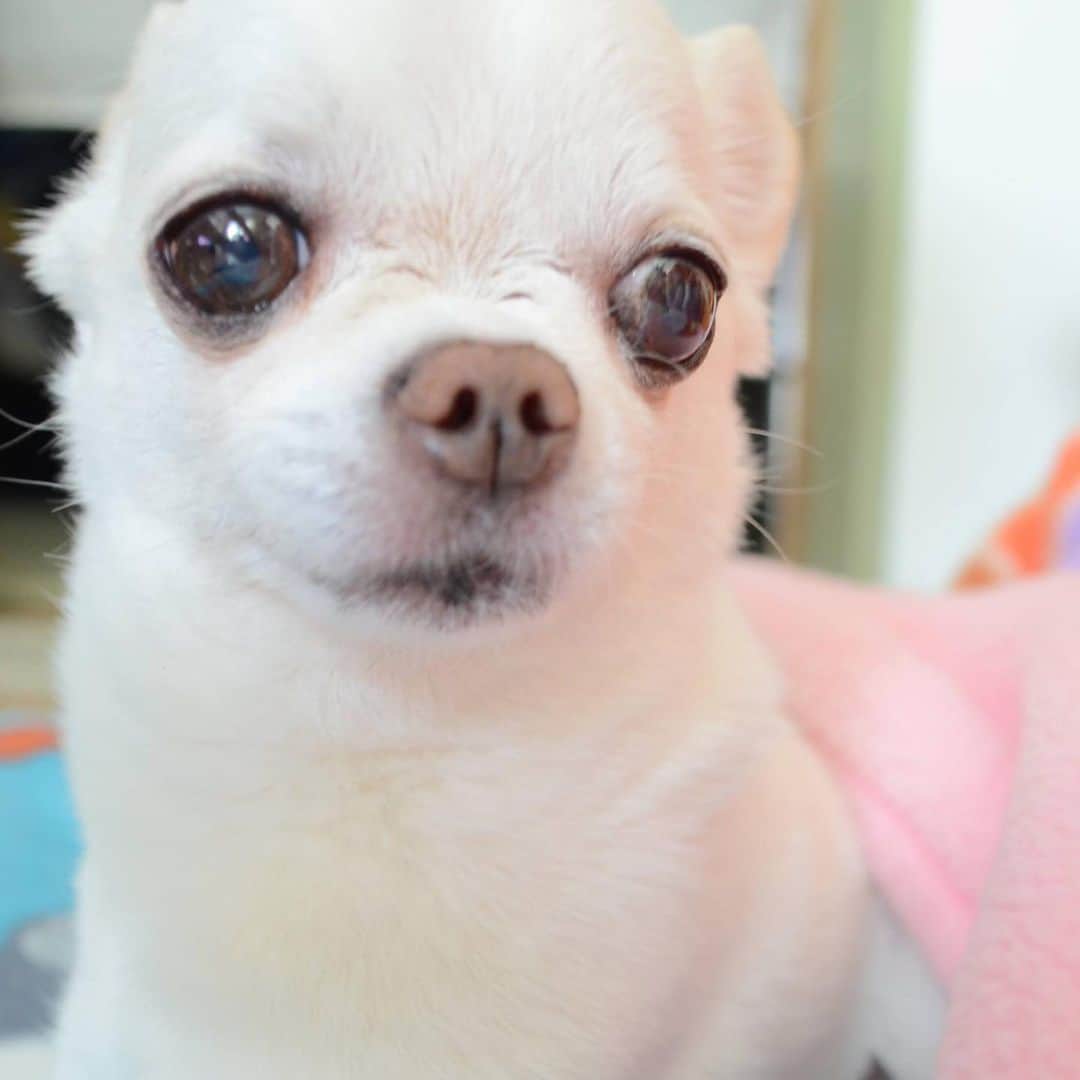 KORIKIのインスタグラム：「おはようございます♪ * #dogofsapporo #dog, #dogs, #dogstagram,#chihuahua,#犬バカ部,#チワワ,#koriki, #hanadog #白スムチ連合会, #スムチー,  #dogofthedayjp, #dogoftheday  #ilovemydog #instadog #instapet #WhiteChihuahua  #吉娃娃 #치와와  #dogsofinstagram #Chihuahualover  #ชิวาวา #チワワの輪 #barkbox #WhiteChihuahuaParty #もふもふモフモフ」