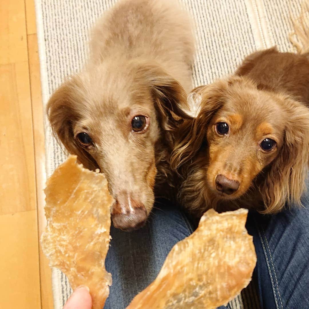 くるみんのインスタグラム：「* 忘れていたウチの子記念日 昨日、おやつを作りました🎶  パパが仕事帰りにプレゼントを買ってくる予定だったのに、目的のショップがコロナ感染者が出たとのことで臨時休業だったらしい… 週末、ウマウマ買いに行こう  #ミニチュアダックスフンド #ミニチュアダックスフント #ミニチュアダックス #イザベラタン #イザベラ #カニンヘンダックスフント #カニンヘン #カニンヘンダックス #カニンヘンの会 #カニンヘンダックスフンド #ダックスlove #ダックス多頭飼い #ダックスフント #ダックスフンドカニンヘン #ダックス部 #ダックス大好き #ダックスフンド #ダックス #いぬばか部 #いぬすたぐらむ #短足部 #all_dog_japan #east_dog_japan #dachshundgram #dachshund #dogstagram #instagramdog #instadachs #todayswanko #7pets_1day」