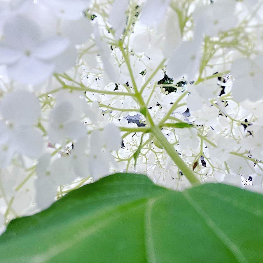 鈴木芳奈のインスタグラム：「昨日は晴れたのに今日は雨が降っておりますっ 不安定なお天気ですな〜 気温の変化にお気をつけくださいな 私は紫陽花を表面から見るよりも中を見るのがすきなんです💠👀 おはよーございます」