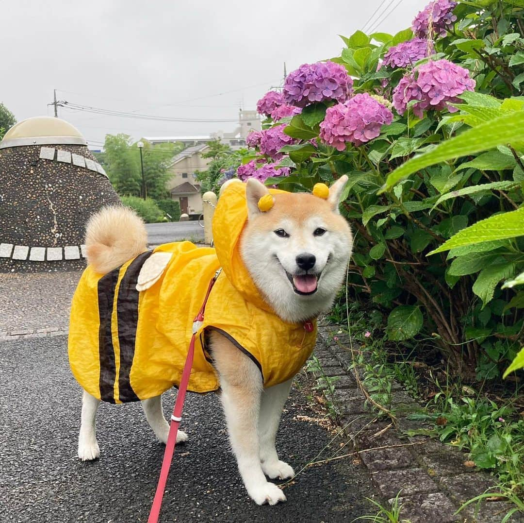 てんパパさんのインスタグラム写真 - (てんパパInstagram)「雨はめんどくさいけど、暑いよりはマシかな。 #朝んぽ　#雨んぽ　#ブンブン部　#honeybeeraincoat #花とてん　#隠れキャラハニワ」6月25日 8時19分 - tenchan.shiba