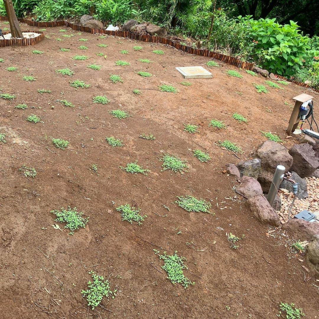 池内万作さんのインスタグラム写真 - (池内万作Instagram)「今日のクラピア。 梅雨のせいで水やりもたいしてせずに、植え付け後2週間の「毎日水やり期間」が終了。 あとはクラピアが大きくなり、庭全体を覆ってくれるのを祈るだけ。 確実に成長してるからまぁ大丈夫でしょう〜！ 一緒に伸びてきた雑草を抜かなきゃならないので、近々やりましょうかね〜。 #クラピア #今日のクラピアさん」6月25日 8時36分 - mandeshita