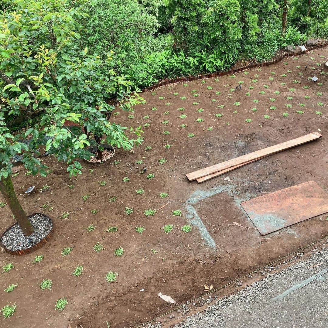 のインスタグラム：「今日のクラピア。 梅雨のせいで水やりもたいしてせずに、植え付け後2週間の「毎日水やり期間」が終了。 あとはクラピアが大きくなり、庭全体を覆ってくれるのを祈るだけ。 確実に成長してるからまぁ大丈夫でしょう〜！ 一緒に伸びてきた雑草を抜かなきゃならないので、近々やりましょうかね〜。 #クラピア #今日のクラピアさん」