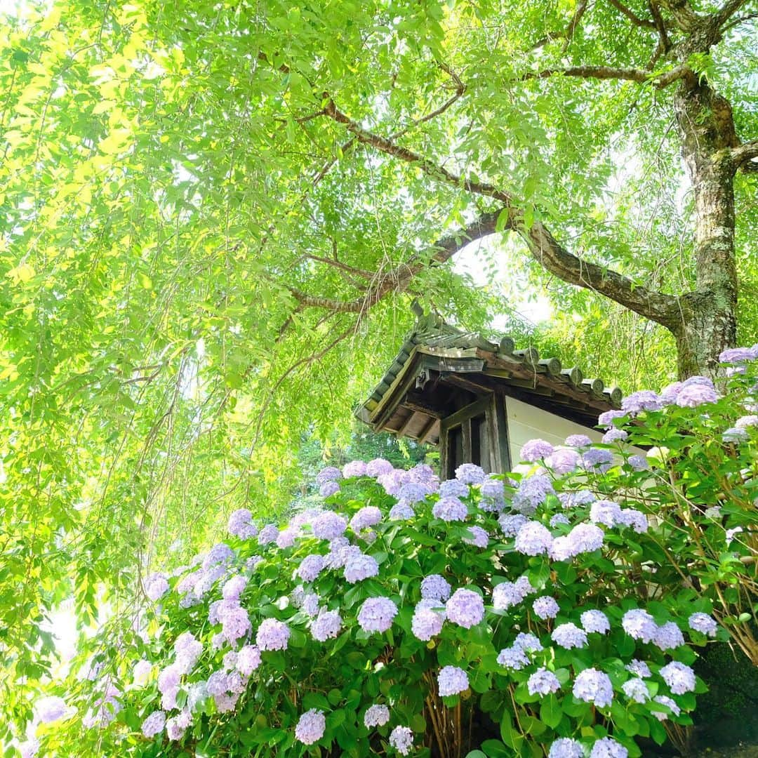 奈良 長谷寺 / nara hasederaさんのインスタグラム写真 - (奈良 長谷寺 / nara hasederaInstagram)「おはようございます、#紫陽花、満開  Good morning!  #Hydrangea is a good time.  #長谷寺 ##長谷寺 #奈良長谷寺 #総本山長谷寺 #花の御寺 #奈良 #hasedera #hasederatemple #temple #japan #japanesetraditional #pilgrimage #nara #tourism #sightseeing #japanesetemple #西国 #西国三十三所 #霊場 #巡礼 #四寺巡礼 #長谷寺が好き」6月25日 8時39分 - hase_dera