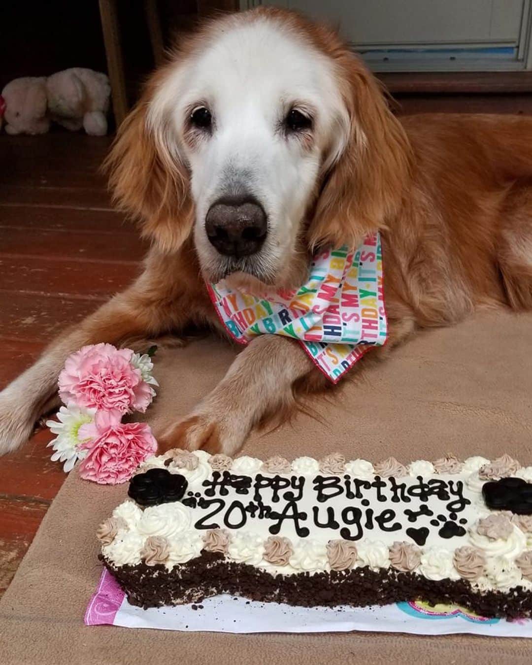 People Magazineさんのインスタグラム写真 - (People MagazineInstagram)「August is making history! ✨  The golden retriever, better known as Augie, recently celebrated her 20th birthday, making her the oldest golden retriever in history, according to Golden Hearts Retrievers Rescue. 💕 To celebrate her milestone birthday, Augie earned a dog-friendly carrot cake, as well as some quality time with her fellow golden retriever siblings, Sherman, Belle and Bruce. 🐶 Tap the bio link for the full birthday breakdown. |📷: Golden Hearts Retrievers Rescue」6月25日 9時02分 - people