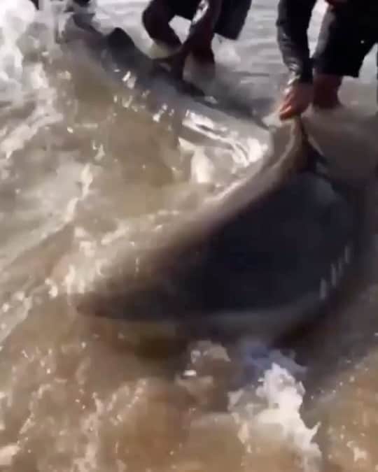 WildLifeのインスタグラム：「@sharksacc @discoversharks 🦈 video by @i_am_juliant The shark got caught whilst netting for sardines. Once the net was pulled out, the shark was released. This happened in Durban, South Africa.」