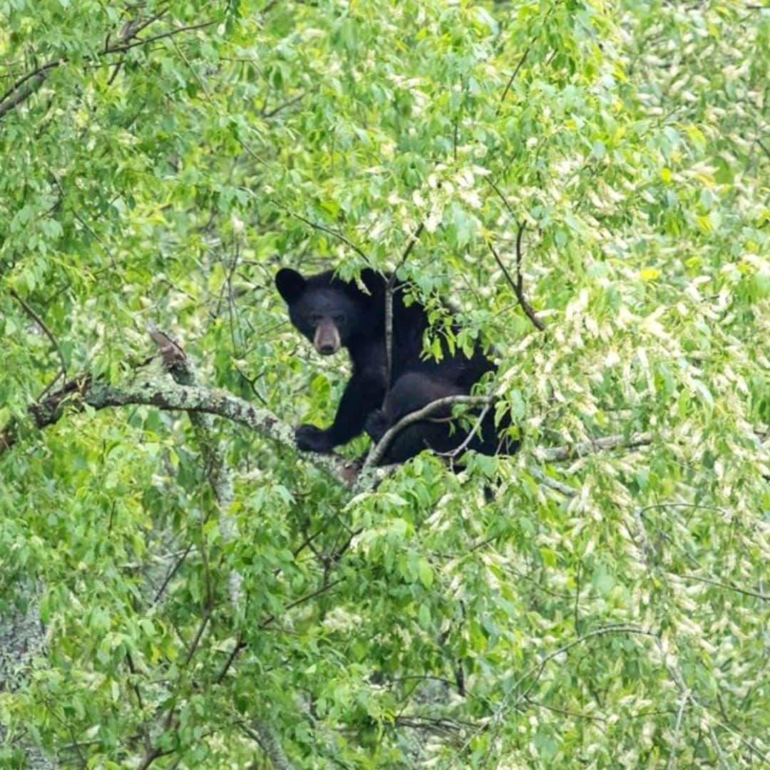 アメリカ内務省さんのインスタグラム写真 - (アメリカ内務省Instagram)「With recreational access increasing to public lands, it's a good time to remember that social distancing isn't just for people, wildlife need their space, too. While seeing a bear is exciting and certainly one of the highlights of any visit to the Blue Ridge Parkway in #NorthCarolina and #Virginia, to keep them and yourself safe, never approach them or feed them. A bear can quickly lose its natural fear of people when we crowd them or observe them too closely and that only leads to negative results. Visitors to the #BlueRidgeParkway come and go, bears and other wildlife will call the parkway and its surrounding area home forever. Let's respect them and this special place. Photo @BlueRidgeNPS of a black #bear by National Park Service. #wildlife #usinterior」6月25日 9時10分 - usinterior