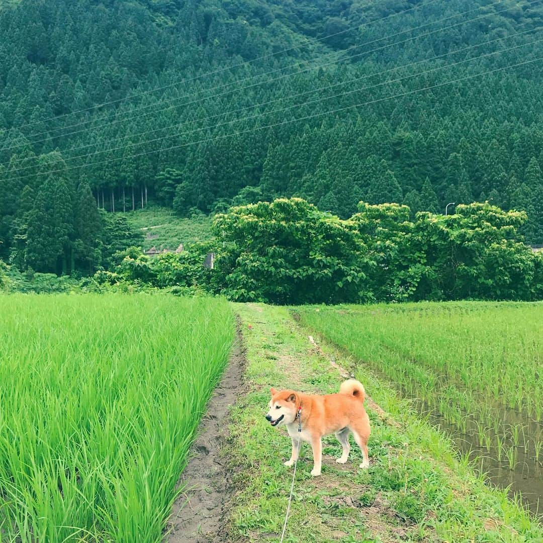 Hanamichi ＆ ℕㆁℜ〡ｋㆁ♡のインスタグラム：「#柴犬と田舎暮らし #柴犬と田んぼ #柴犬と山 #柴犬 #しばいぬ #子犬 #わんこ #dog #shiba #puppy #love #私の宝物　#shibainu #shibasofinstagram #shibastagram #ricefield #green #japan #dogstagram」