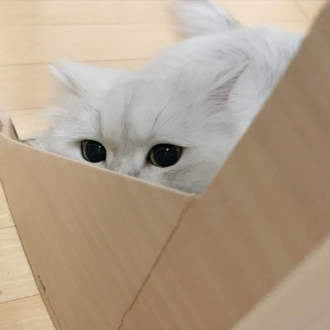 후추네큰언니のインスタグラム：「빼꼼 💕 . . . . .  #후추  #고양이  #냥스타그램 #캣스타그램  #Hoochu #Hoochuthecat #cat #cats #catstagram #catsofinstagram #topcatphoto #bestmeow #ilovecat #cute #fluffy #petstagram #instacats」