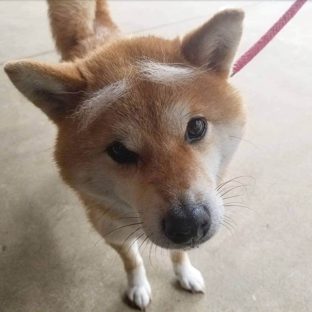 柴犬たま Shibainu Tamaのインスタグラム