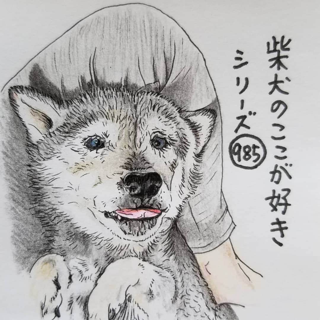 ハナとソラさんのインスタグラム写真 - (ハナとソラInstagram)「#ここ柴部 『柴犬のここが好きシリーズ985』 銀柴さんの表情や仕草が、 癒し効果絶大なとこ。  モフのおねだりかな？ よ～しよしよし。 * モデルは @ats.8787 さんとこの花ちゃんです💓 * #柴犬のここが好き #favoritepartsofshibainu #illustration #illustgram #shibastagram #shibainu #colorpencil #kuroshiba #柴犬 #イラスト #しばいぬ #いらすとぐらむ #黒柴 #くろしば #色鉛筆 #銀柴 #シニア犬 #柴公園イラスト #」6月25日 9時44分 - nsdikm_hanasora