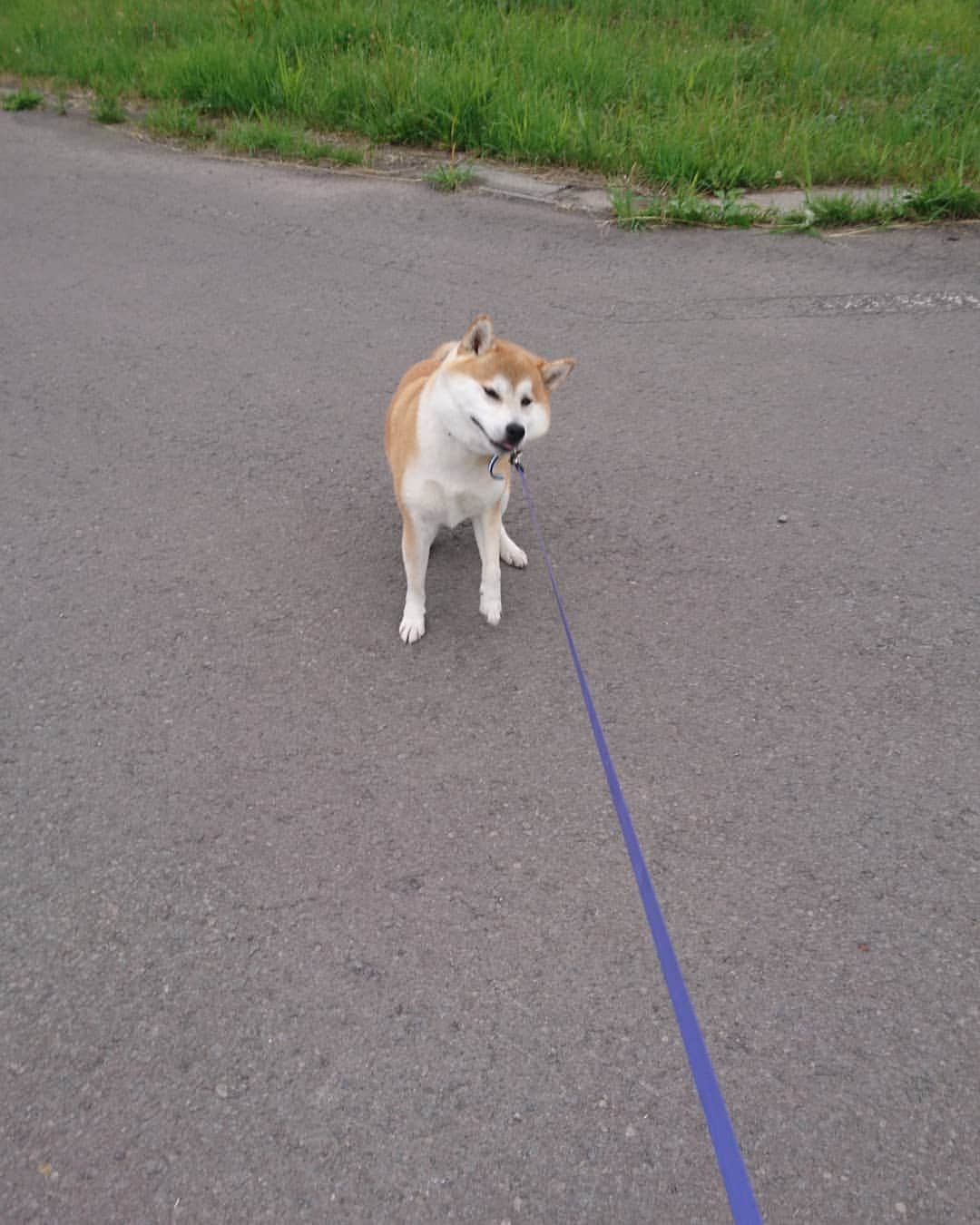 柴犬⭐️サスケさんのインスタグラム写真 - (柴犬⭐️サスケInstagram)「おはわん #柴犬#赤柴#🐶📷#🐶#犬ら部#ふわもこ部 #わんだフォ#柴北会#pecoいぬ部#shibagram #shibastagram#北海道#丸顔#shibasnap#茶助#犬のいる暮らし#散歩大嫌い#いやいやさん集合 #イヤイヤさん #イヤイヤさん集合 #イヤイヤが酷い#全く歩かない」6月25日 9時45分 - shiba20150405