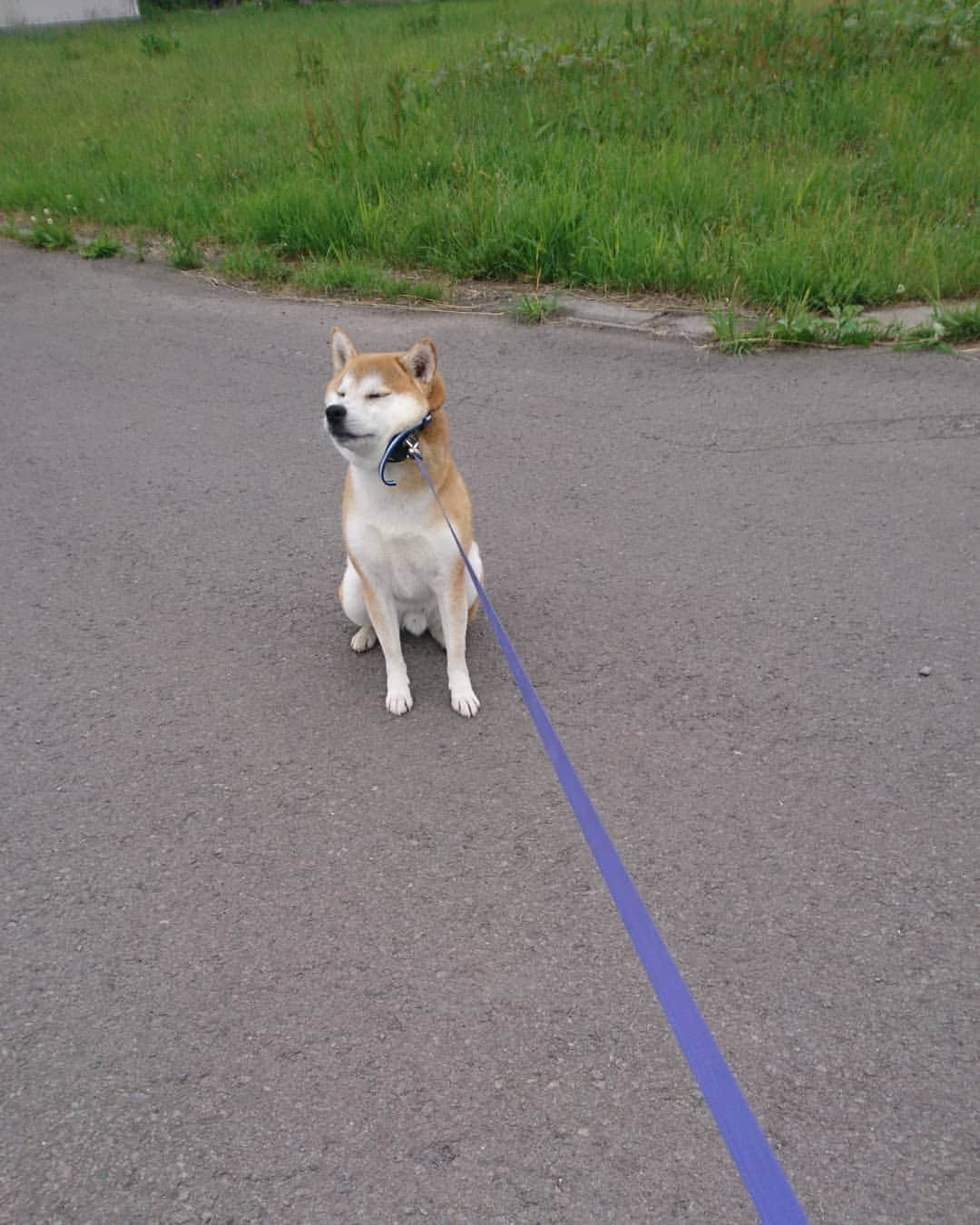 柴犬⭐️サスケのインスタグラム