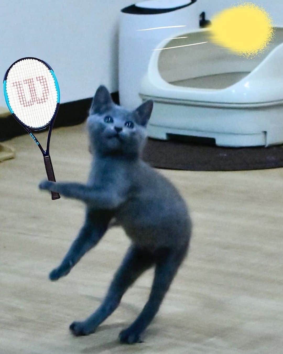 ミツヤスカズマのインスタグラム：「猫テニス　#にゃんすたぐらむ #ねこすたぐらむ #猫」