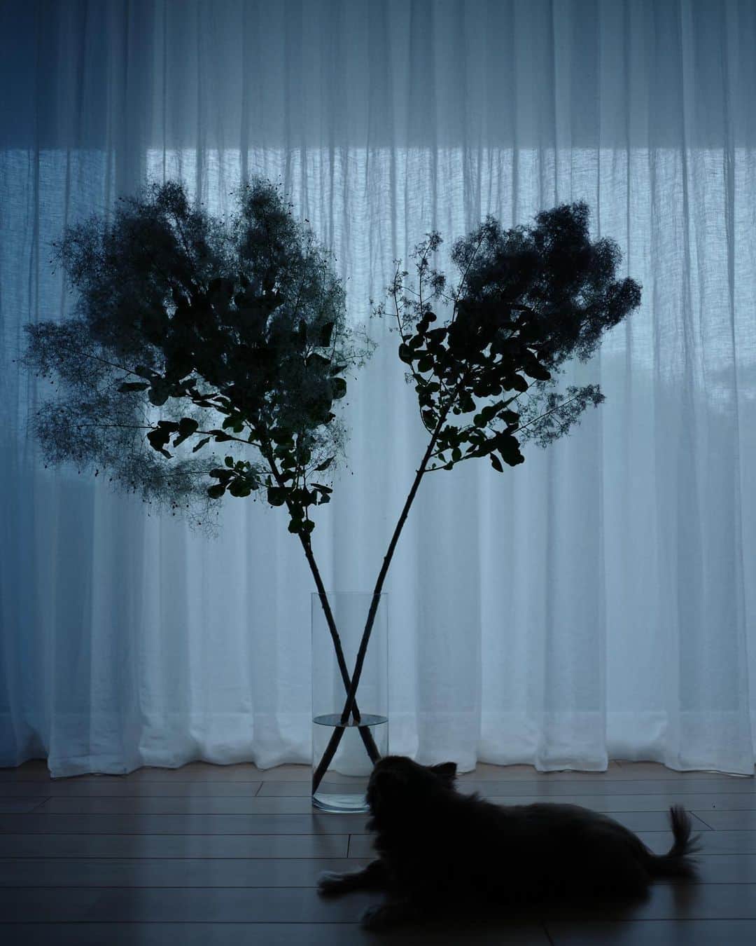 矢野未希子さんのインスタグラム写真 - (矢野未希子Instagram)「スモークツリーとグレム🌱  見上げてる。 グレムからしたら大きな木くらいの 大きさだもんね🌲」6月25日 10時17分 - mikko1104