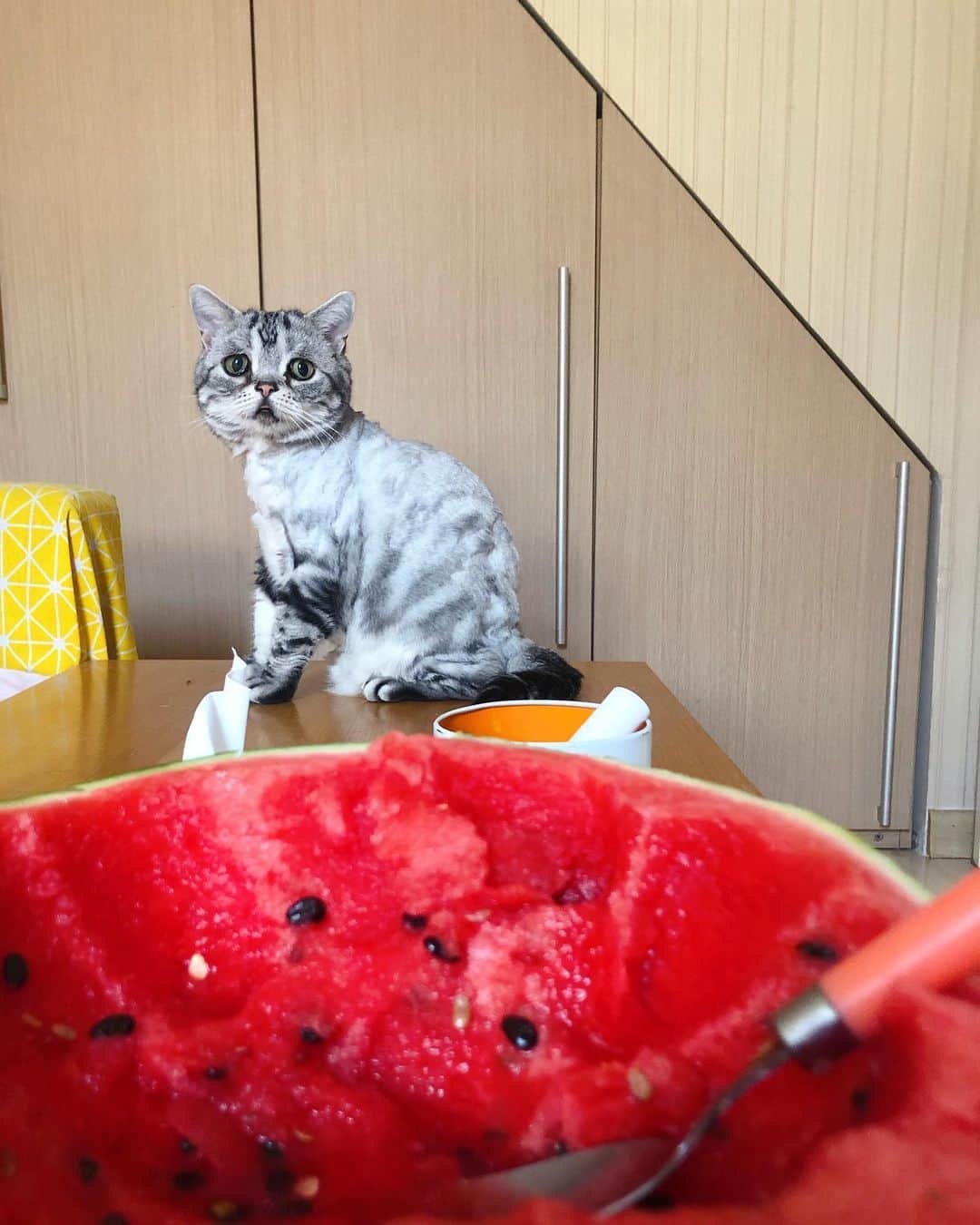 ルフさんのインスタグラム写真 - (ルフInstagram)「#luhu is 8 years old but something he still as a child, like he is not afraid of watermelon cut small pieces to put on the plate,but he is afraid of half a watermelon😝 - - #cat #cute #sadcat #angel #adorable #lovely #funny」6月25日 10時15分 - lanlan731