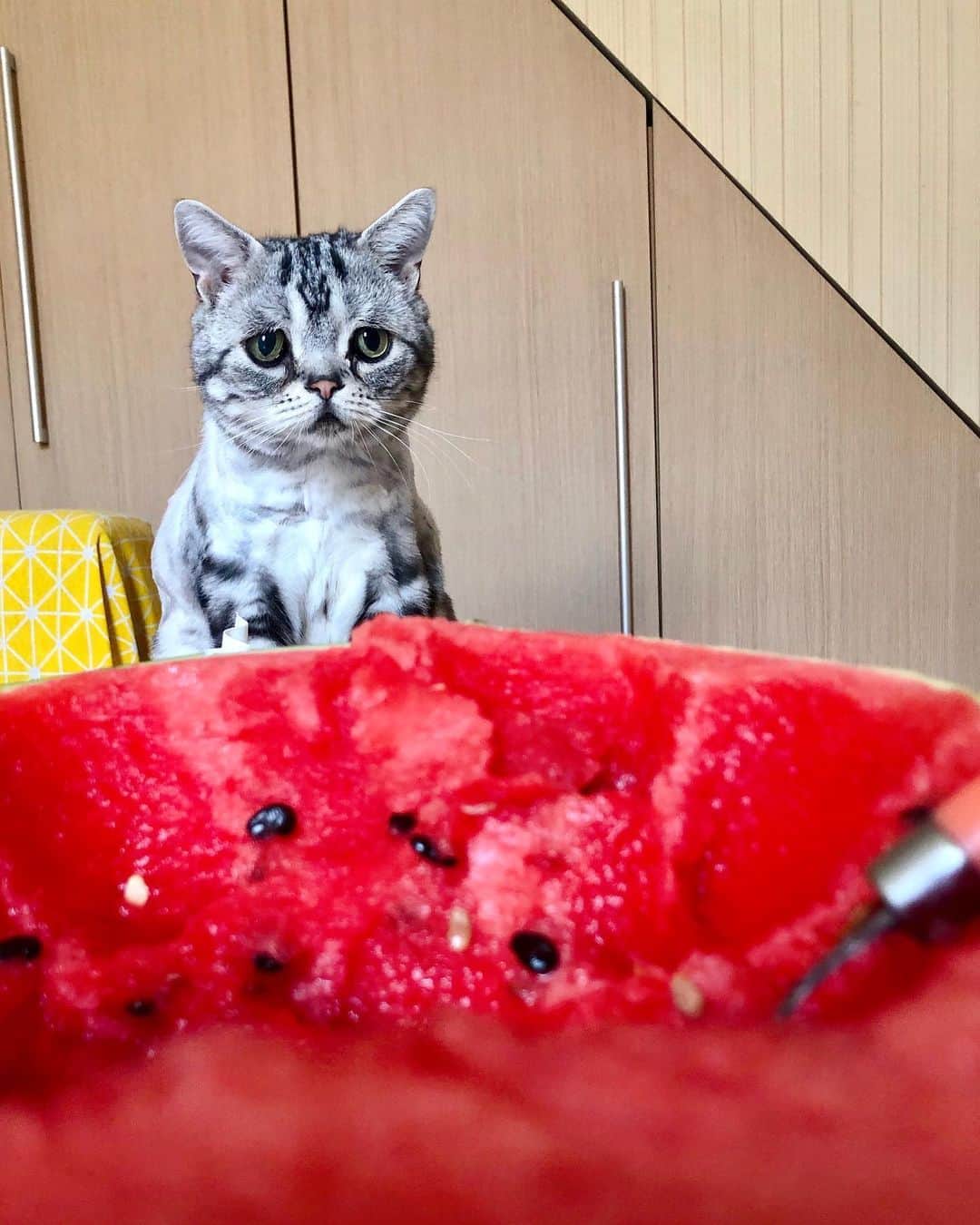 ルフさんのインスタグラム写真 - (ルフInstagram)「#luhu is 8 years old but something he still as a child, like he is not afraid of watermelon cut small pieces to put on the plate,but he is afraid of half a watermelon😝 - - #cat #cute #sadcat #angel #adorable #lovely #funny」6月25日 10時15分 - lanlan731