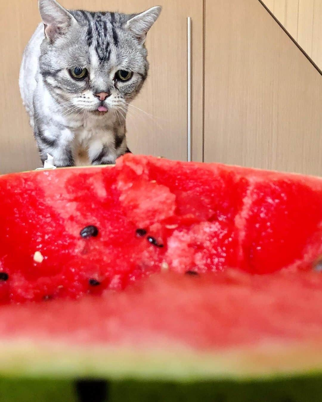 ルフさんのインスタグラム写真 - (ルフInstagram)「#luhu is 8 years old but something he still as a child, like he is not afraid of watermelon cut small pieces to put on the plate,but he is afraid of half a watermelon😝 - - #cat #cute #sadcat #angel #adorable #lovely #funny」6月25日 10時15分 - lanlan731