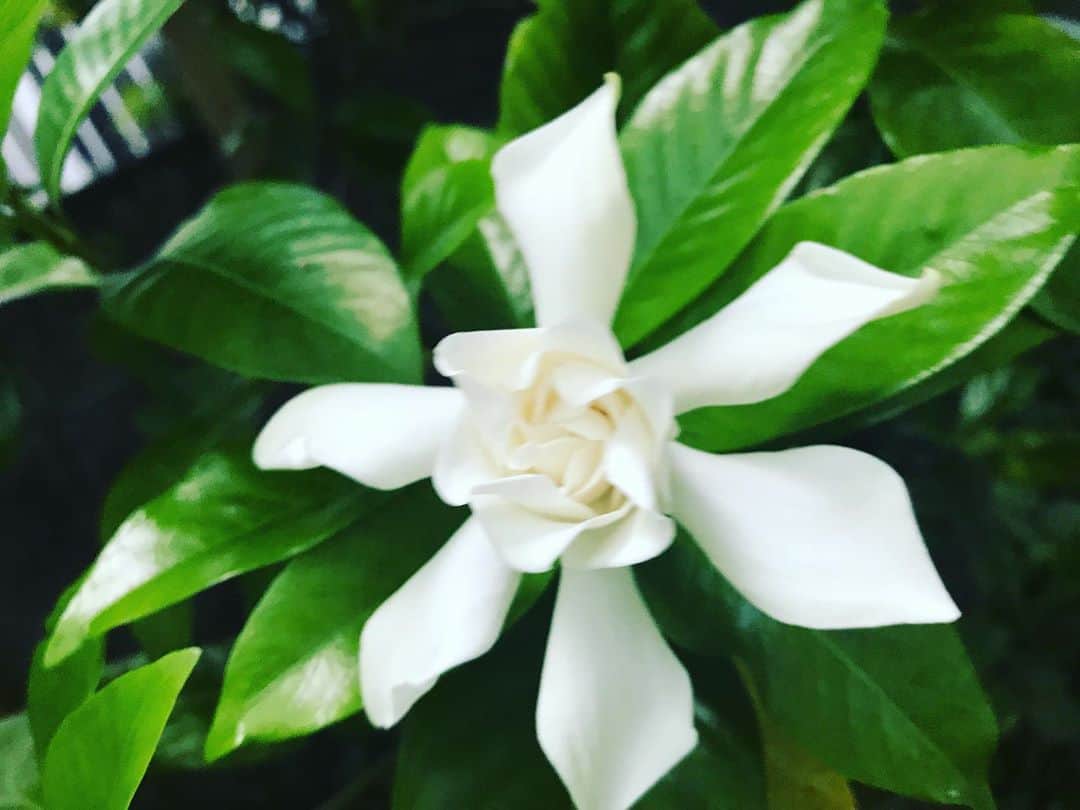 有坂美香のインスタグラム：「毎年楽しみにしているクチナシが ひとつずつ開花🤍  誰のためでもなく咲く花々  それでいて良い香りだったり  色鮮やかだったり  自然界からの幾何学的なデザインも相まって  感動の波が溢れる  今日という日にも  感動しまくるのでした🙏😂 娘の #ツルビマカタマゴちゃん　にクチナシを見せたら 「おわぁ！　ハナはあるけど　クチは無いなんてオモシロイねぇ！じゃあ、オモシロイは何色だ！ 答えは　シロでしたー！ じゃあ いい匂いがするクチがないオモシロイオハナをかぐおハナはどーこだ！　ここ👃でしたー！！じやあー、、、」 と　一方発信のなぞなぞ遊びを延々としました😂  ちなみに、ツルピカ的には、マロニエの花は　マルミエの花 アジサイは、ハジサイ、です。  #クチナシ」