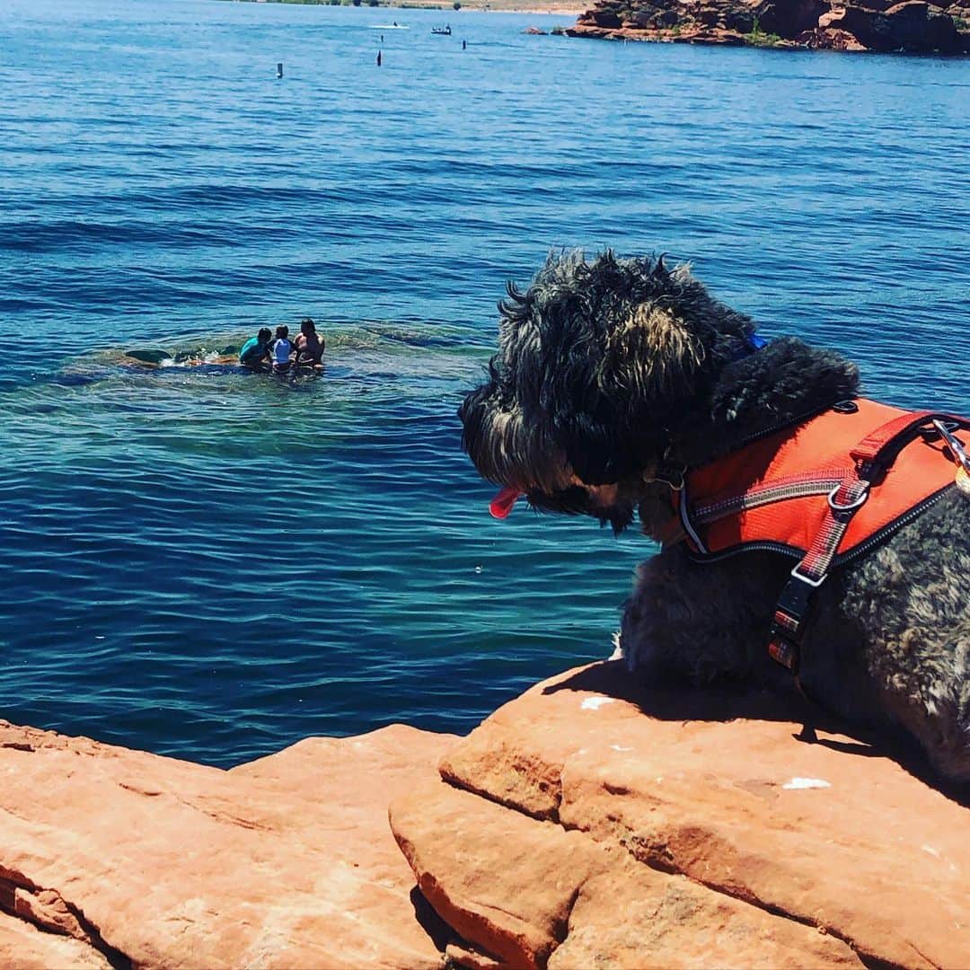 エリザベス・バンクスさんのインスタグラム写真 - (エリザベス・バンクスInstagram)「My dog and my boys (in BG). Very socially distanced swim today. #summer #adogslife🐾」6月25日 10時58分 - elizabethbanks