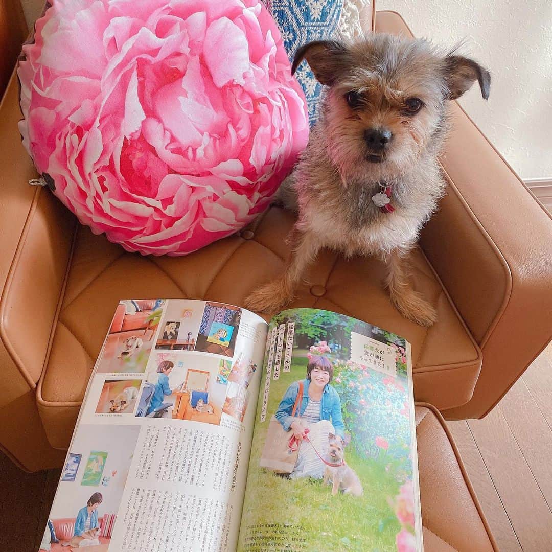 松尾たいこさんのインスタグラム写真 - (松尾たいこInstagram)「I was interviewed by a magazine with my dog🐶今日発売の「愛犬の友 7月号」で、愛犬うずめちゃんがグラビアデビューです。特集「保護犬を考える」4ページ登場✌️ 目次とかにもちょこちょこ登場✌️ #japaneseartist #liveintokyo #happyart #loveart #lovedogs #shelterdog #rescuedog #mongreldog #terrier #いぬすたぐらむ #保護犬 #保護犬を家族に #テリアミックス #雑種 #愛犬の友 #元保護犬 #誠文堂新光社」6月25日 11時00分 - taikomatsuo