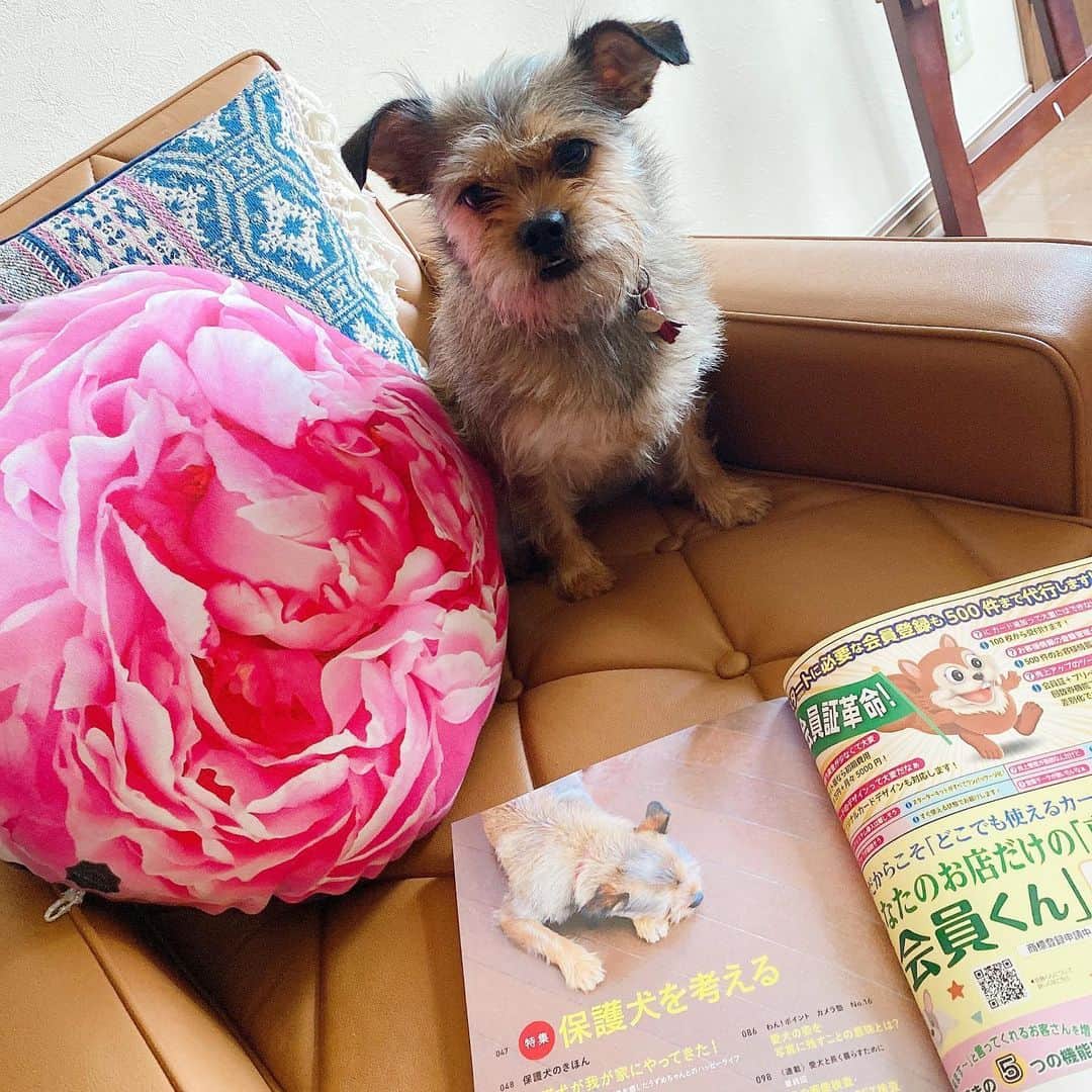 松尾たいこさんのインスタグラム写真 - (松尾たいこInstagram)「I was interviewed by a magazine with my dog🐶今日発売の「愛犬の友 7月号」で、愛犬うずめちゃんがグラビアデビューです。特集「保護犬を考える」4ページ登場✌️ 目次とかにもちょこちょこ登場✌️ #japaneseartist #liveintokyo #happyart #loveart #lovedogs #shelterdog #rescuedog #mongreldog #terrier #いぬすたぐらむ #保護犬 #保護犬を家族に #テリアミックス #雑種 #愛犬の友 #元保護犬 #誠文堂新光社」6月25日 11時00分 - taikomatsuo