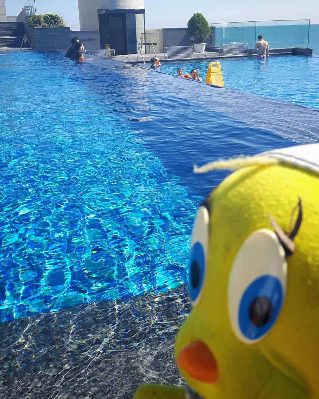 Little Yellow Birdさんのインスタグラム写真 - (Little Yellow BirdInstagram)「Another hot day...wishing I was here again!! That water looks so tempting!! (2019, Busan, South Korea) #littleyellowbird #tweety #tweetykweelapis #adventures #yellow #bird #thursday #throwback #throwbackthursday #memories #swimming #pool #water #bluewater #busan #southkorea #fernweh #hotday #stuffedanimalsofinstagram #plushiesofinstagram」6月25日 22時05分 - tweetykweelapis