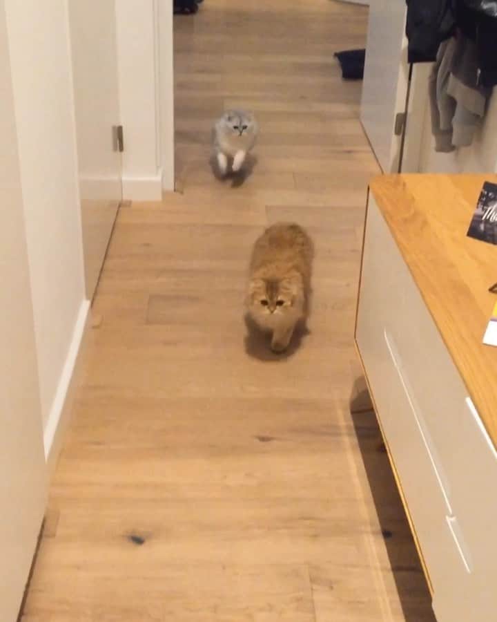 Smoothieのインスタグラム：「Throwback! When Milkshake was still the smaller one. Check Smoothie’s ninja move 😹 #ThrowbackThursday」