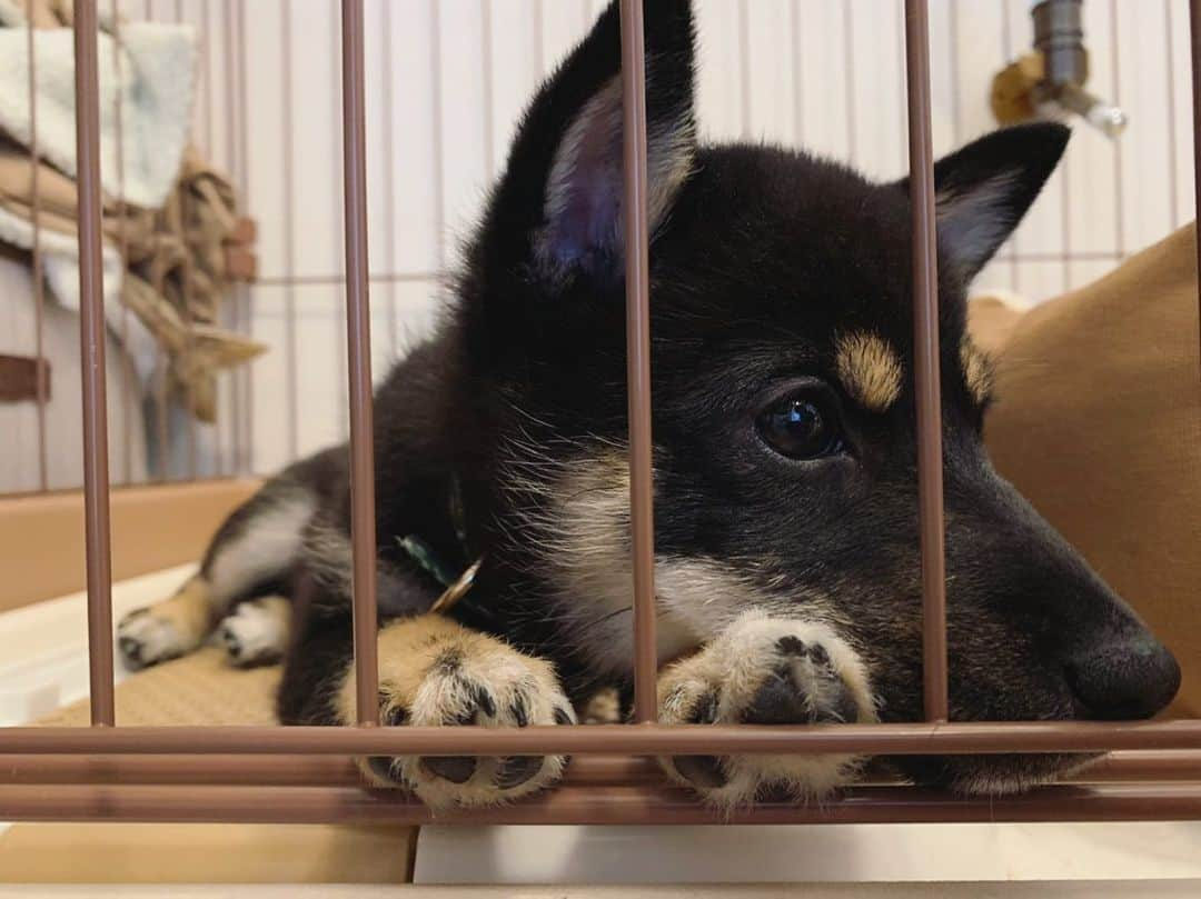 環奈（長沢菜々香の飼い犬）さんのインスタグラム写真 - (環奈（長沢菜々香の飼い犬）Instagram)「可愛い ゲージから顔出てるの好き😩 . . .  #豆柴#柴犬#日本犬#黒柴#黒豆柴#まめしば#しばいぬ#しば#しばすたぐらむ #こいぬ #柴  #ここ柴部#柴子犬 #shibalove #mameshiba #kuroshiba #shibainu #shiba #shibadog #shibastagram #shibastyle#なーこ」6月25日 20時35分 - kanna0104_