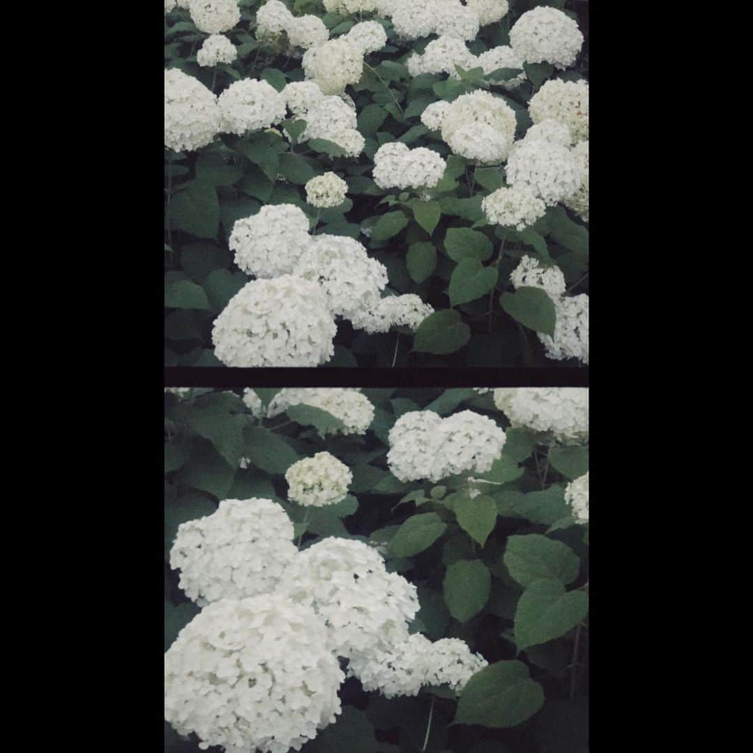 八木響生のインスタグラム：「最近は花言葉を調べるのが好きです. ﻿ 白い紫陽花は土壌の影響を受けず白く咲くそうで、全てを包み込む広く優しい心をもつ「寛容」が花言葉だそうです.﻿ ﻿ 花言葉の由来にギリシャ神話が関係していたり調べていると色んな言葉が出てきてほんとに楽しい.」