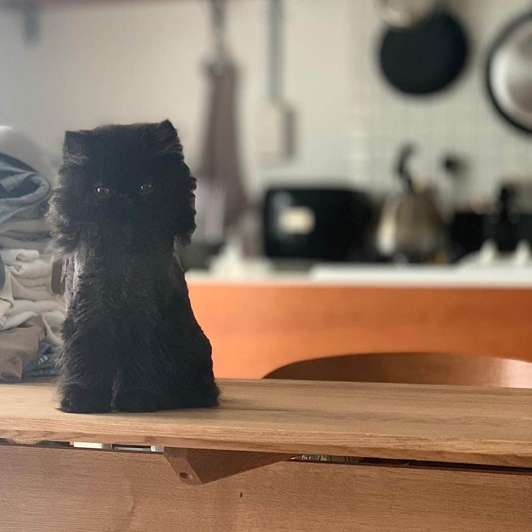 のインスタグラム：「新しい猫の形 #cochicat」