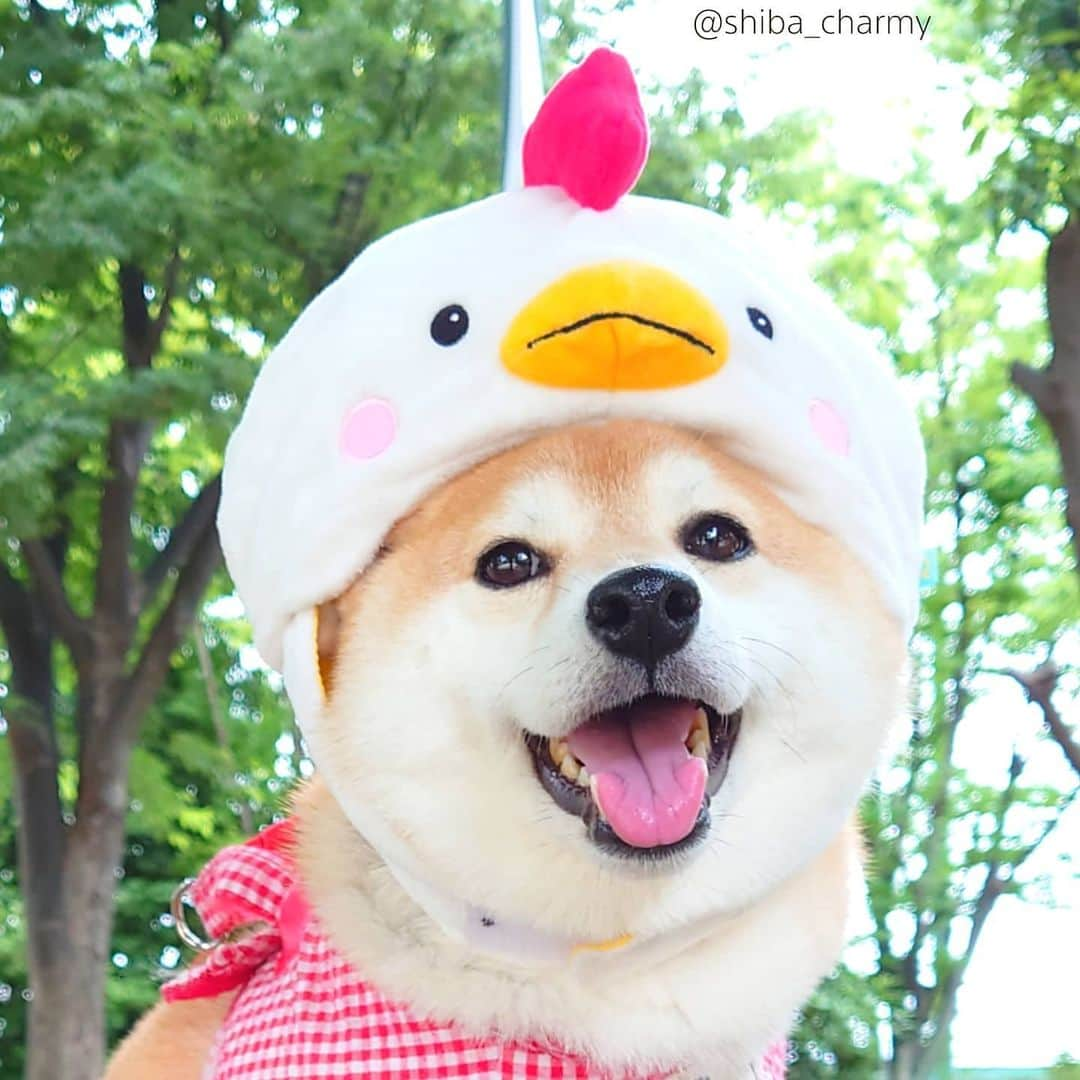 ちゃみさんのインスタグラム写真 - (ちゃみInstagram)「. 🐔🐶　今日はニワトリになってみた😁 明日！TBSの「あさチャン！」内の「今朝のウチの子」にチャーミー出ま〜す❣️ ちょっとだけだけど🙈」6月25日 21時15分 - shiba_charmy