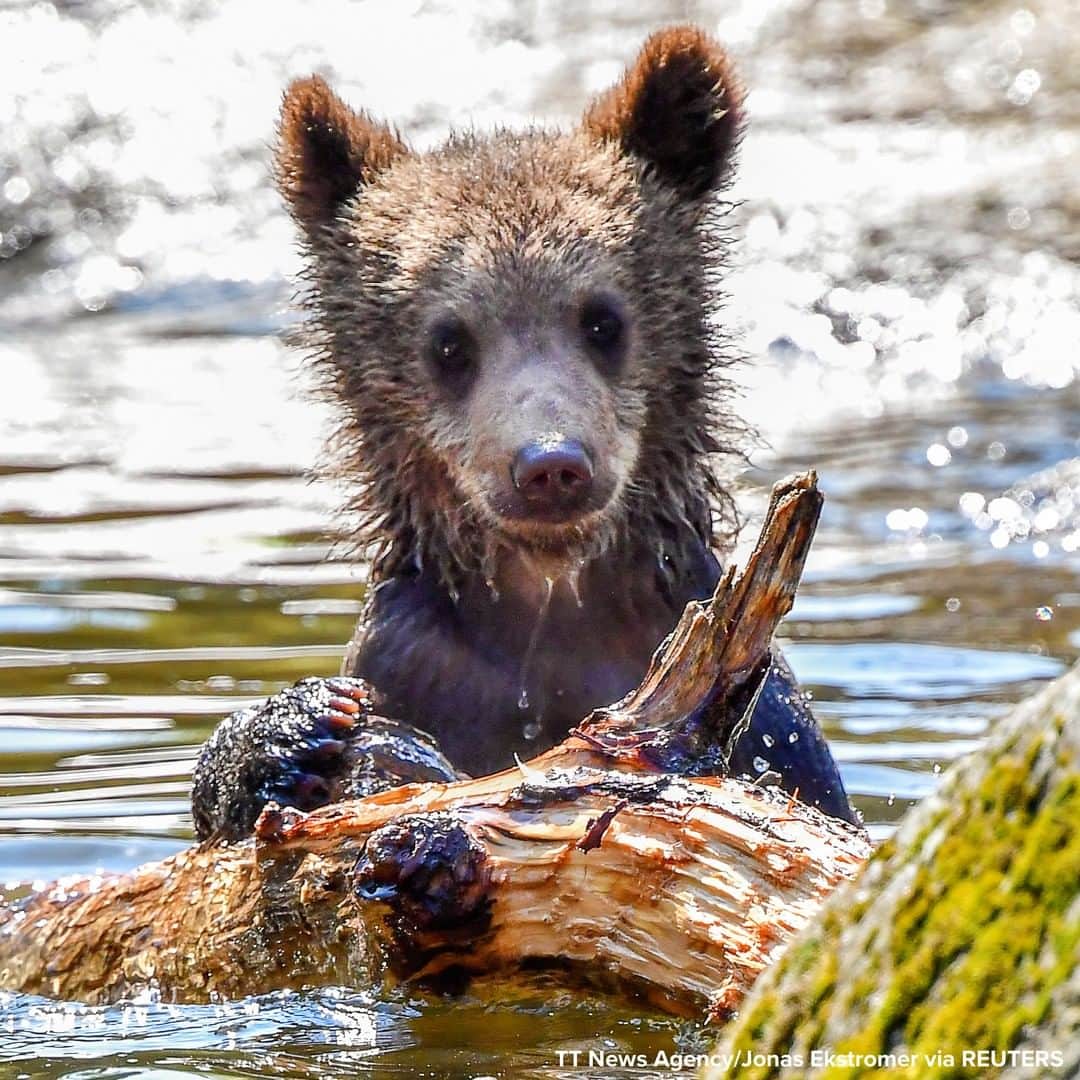ABC Newsさんのインスタグラム写真 - (ABC NewsInstagram)「Bear cub cools off in a pond in its zoo enclosure amid warm weather in Stockholm, Sweden. #bear #animals #zoo」6月25日 21時29分 - abcnews