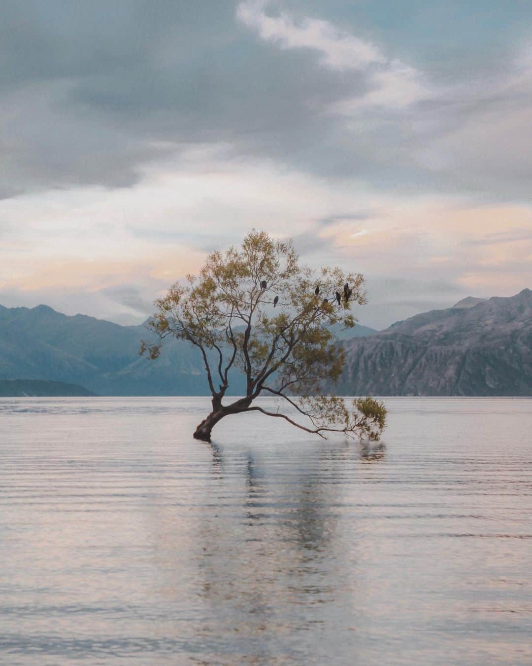 Putri Anindyaのインスタグラム：「i saw you in a dream last night // ⁣ ⁣ i think this famous lone tree in Wanaka is possibly the most serene place i’ve ever visited. when i went there in 2016, there was no one else but me, this solo tree, the mountains that surround this lake and the birds that rested their wings. ⁣ ⁣ It was heavenly. hard to express with words. and last night i dreamt about it. the details were so clear it felt like i was really there, again. probably in this difficult time, i’m longing to be in a peaceful place far away from home. ⁣ ⁣ soundtrack : between the bars - elliot smith」