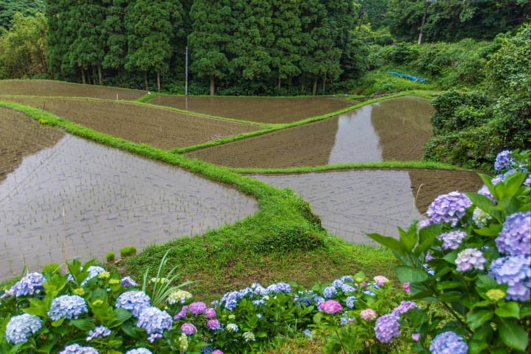 鹿児島よかもん再発見のインスタグラム：「日置市吹上町の上与倉の棚田へ(^-^)/ 以前にここに来たのは4,5年前。秋の彼岸花の時期だった気がします。。 観光化などされていないけど、手入れの行き届いた棚田に感動させられる場所です  #鹿児島 #鹿児島観光 #日置市 #日置市観光 #吹上 #上与倉 #上与倉の棚田 #棚田 #梅雨」