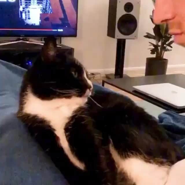 OUR FAVORITE CATSのインスタグラム：「Tag your friend 😊😊 From: @2chaoscats」