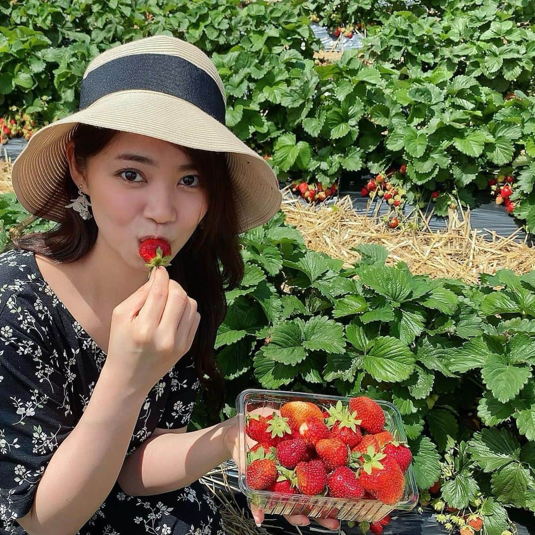 谷藤博美さんのインスタグラム写真 - (谷藤博美Instagram)「先日、佐藤アナと大堀アナと一緒に﻿少し足を延ばして千歳市まで﻿ いちご狩り🍓に行ってきました・・・！﻿ ﻿ 誰かと出かけること🚗﻿ ﻿ 一緒にご飯を食べる事🍽﻿ ﻿ マスクを外して外の空気を思いきり吸う事﻿ ﻿ 自然に囲まれる事⛰🍓﻿ ﻿ ﻿ どれも本当に久しぶりで﻿ ﻿ 何をするのも﻿ ﻿ 楽しくて、嬉しくて、﻿ ﻿ 少し泣きそうになりました。﻿ ﻿ ﻿ 道を間違えて 遠回りするハプニングも﻿ ﻿ 「北海道の景色って本当に素晴らしいなぁ」と浮かれてしまいます。（笑いが絶えないのはメンバーのおかげもありますが)﻿ ﻿ 北海道の雄大な自然に 囲まれた景色が大好きだ！！！﻿ ﻿ と改めて実感しました。﻿ ﻿ ﻿ ﻿ いちご狩りにお邪魔したのは﻿ ﻿ ‘ふれあいファームいずみ’さん﻿ ﻿ 時間無制限で大人800円！﻿ ゆった～～りといちご狩りが楽しめます🍓﻿ 最初と最後に写真を撮る時は集合 しましたが、苺を摘んでる間は完全に別行動。各々摘んでは食べておりました。笑  いちごは大好きなので、﻿ スーパーの特価価格をみつけると﻿ つい買ってしまうので﻿ 今年にはいってかなり食べてきたのですが﻿ ﻿ 2020年食べたイチゴの中で﻿ 一番甘くておいしく感じました🥰﻿摘みたては格別ですね。 ﻿ 併設されているレストランで頂いた﻿ 手打ちの十割そばもおいしかったです。﻿ ﻿ イチゴは冬のイメージもありますが﻿ 北海道の露地栽培はまさに今が旬✨﻿ ﻿ 7月中旬から下旬頃まで﻿ たのしめるそうです♪﻿ ﻿ ﻿ ﻿ 車での移動中はマスクの着用＆換気﻿ ﻿ ご飯を食べるときは横並びにする﻿ ﻿ 手洗いの徹底！  を心がけながら  コロナ以前とは少し違う﻿ ﻿新しいスタイルでの “プチ旅”となりました。﻿ ﻿ ﻿ 移動自粛制限が解けたからといって﻿ 油断はできませんが﻿ ﻿ 3密を避けながら、感染予防対策をしつつ﻿ ﻿ 大好きな北海道を　少しずつ楽しんで行きたいと思います😊﻿ ﻿ ﻿ ﻿#北海道　#hokkaido #北海道放送　#アナウンサー　#谷藤博美　#佐藤彩　#大堀結衣　#いちご狩り　#いちご　#三密は避けて　#そば　#ふれあいファームいずみ #ドライブ　#プチ旅　#千歳市　#道内旅行　#strawberry #苺」6月25日 13時54分 - tanifuji_63