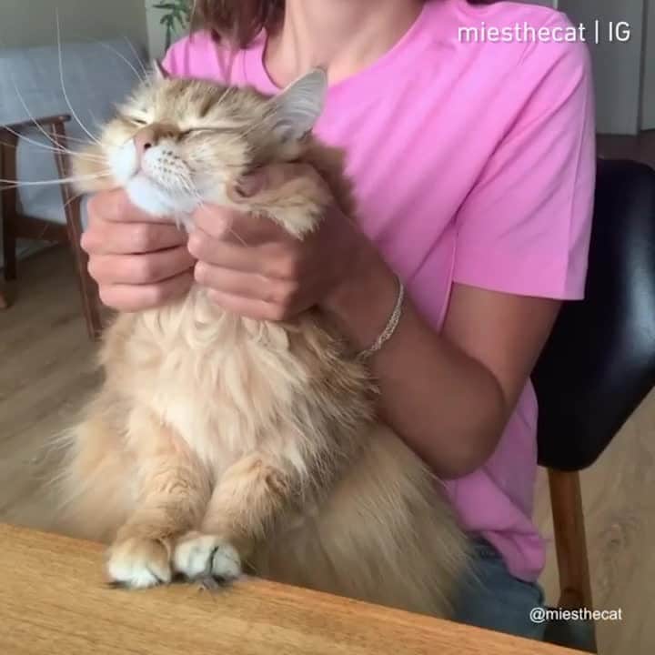 Aww Clubのインスタグラム