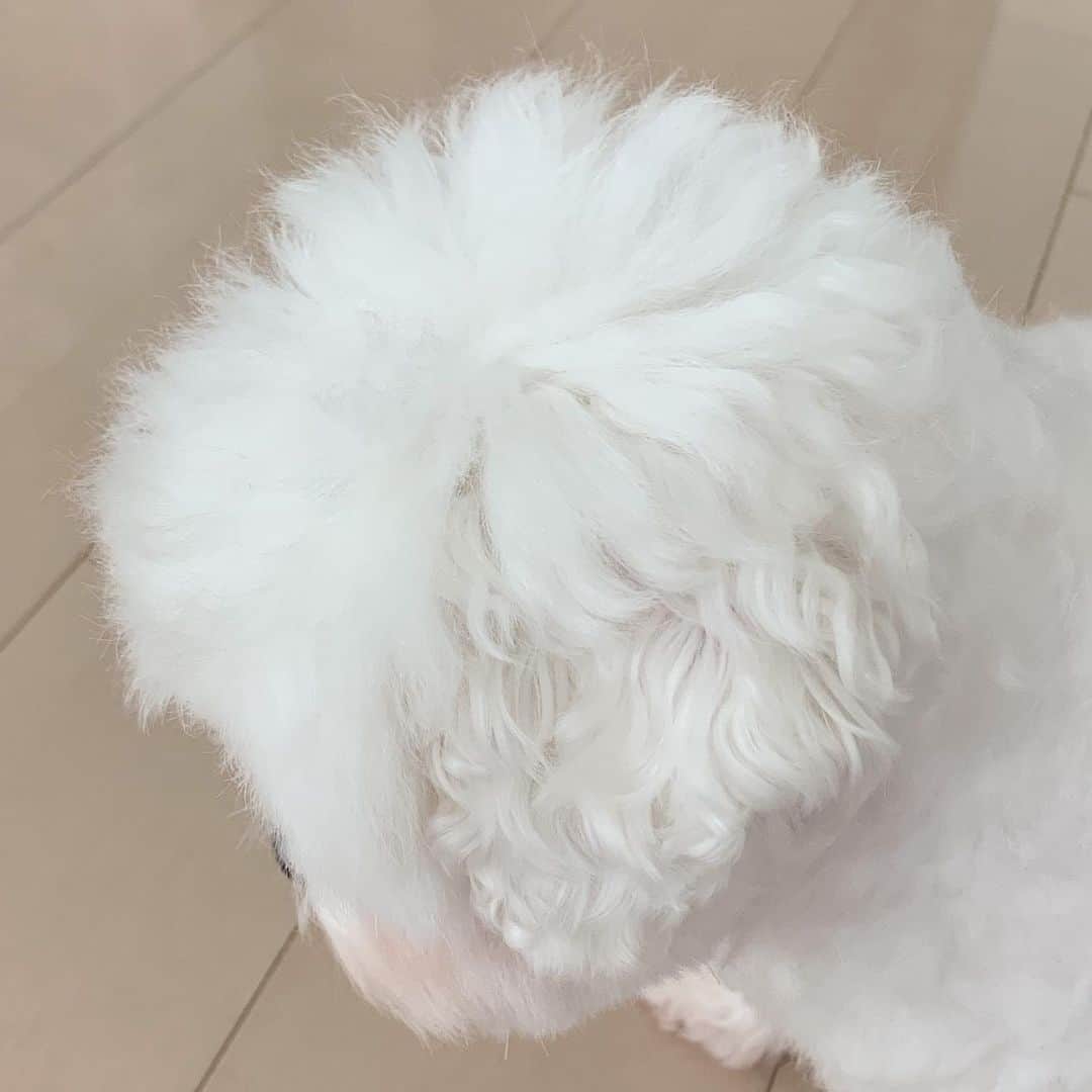セロリのインスタグラム：「【本日のいくら】 モサモサ。 モケモケ。 チリチリ。 そして臭い。 #maltese #マルチーズ #アレルギー #miyukichi_0412さん見てますかーっ」