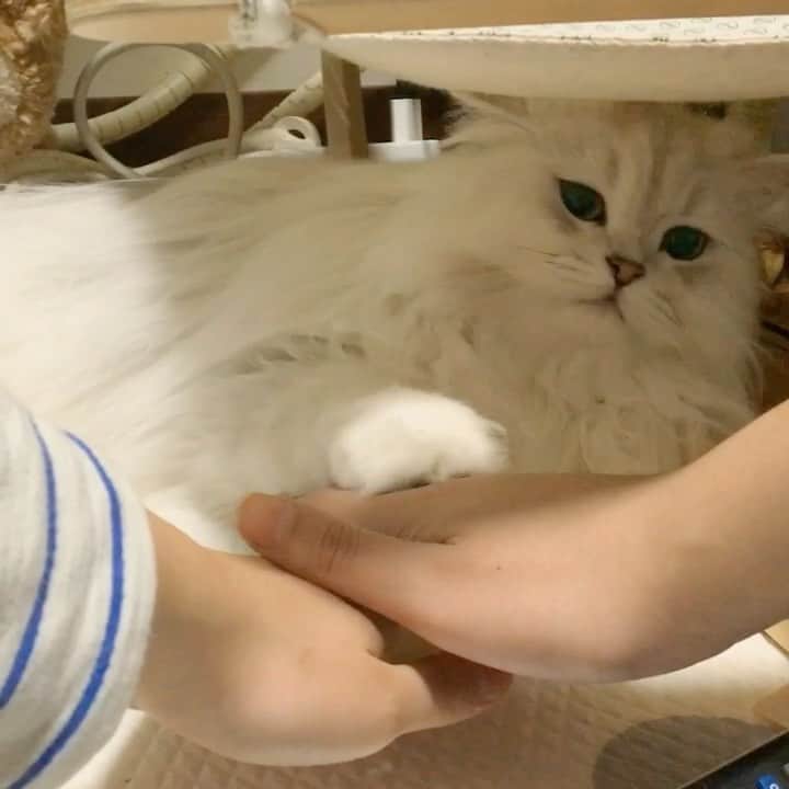 후추네큰언니のインスタグラム：「갑자기 이 영상 생각나서 찾아옴 ㅋㅋㅋ  귀찮지만 내가 함 해준다~  #후추화이팅 . . . . .  #후추  #고양이  #냥스타그램 #캣스타그램  #Hoochu #Hoochuthecat #cat #cats #catstagram #catsofinstagram #topcatphoto #bestmeow #ilovecat #cute #fluffy #petstagram #instacats」