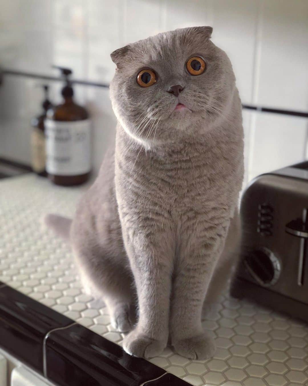 Millaさんのインスタグラム写真 - (MillaInstagram)「I’ve had one, yes... but what about second breakfast? 😺 #MillaTheCat  #LOTR」6月25日 14時25分 - millathecat
