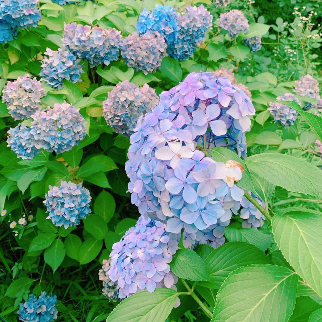 ゆうたむさんのインスタグラム写真 - (ゆうたむInstagram)「紫陽花 . . . もうおわりかなぁ . . . #紫陽花　#花 #景色　#庭園」6月25日 15時13分 - yuutamu_non