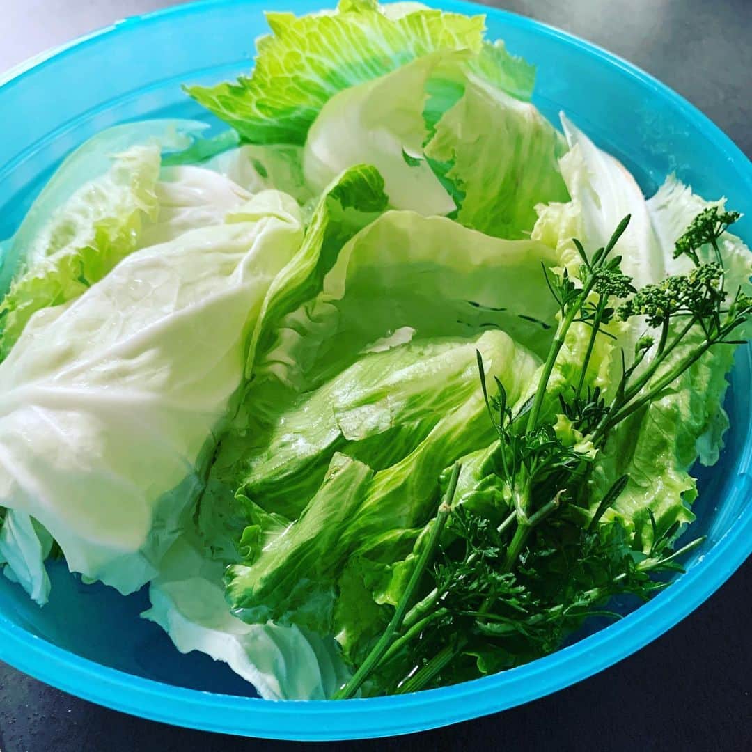 橋本志穂さんのインスタグラム写真 - (橋本志穂Instagram)「夜に使う野菜は いつも昼食が終わったら 水につけ置き。 どんどん パリパリになっていく〜」6月25日 15時27分 - shihohashimoto3