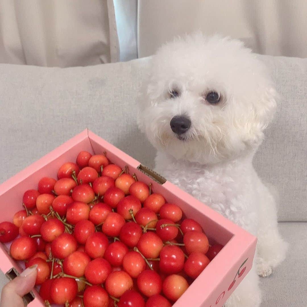 ハナマサのインスタグラム：「さくらんぼはじめてみるね❤️ #hanamasagram #ハナマサ　#ビションフリーゼ」