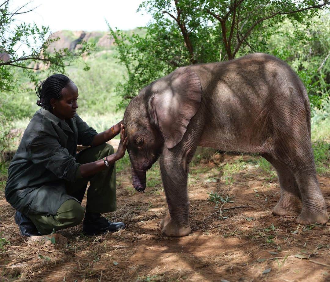 のインスタグラム：「Photos and video by David Chancellor @chancellordavid | This is Mary with an elephant called Long’uro, which means "cut." He’s roughly 1.5 months old, and a new member of the nursery (those less than six months old) at @r.e.s.c.u.e, the Reteti elephant sanctuary on the Namunyak Community Conservancy @nrt_kenya, in Kenya's remote Mathews Range. Orphan elephants arrive here for a multitude of reasons—simply losing their family as the herd moves off, or in this case, falling into a well while drinking, and being unable to escape the hyenas that later discovered and attacked it, resulting in the loss of its trunk. It is estimated that between five and ten calves are rescued in northern Kenya each year, from a total elephant population of roughly 8,700. Those received by the sanctuary are cared for by community members such as the amazing Mary, and returned to the wild.  I’ll be following the story of Long’uro as I work with the community here. This little guy will have his own battles to fight. He’s strong, and in the very capable hands of Dr. Stephen Chege, who was able to tidy up the tip of the torn trunk while Long’uro was under general anesthesia, and repair some nasty hyena fang holes on his upper trunk and face. Despite his loss, the prognosis is good. Follow me @chancellordavid. @natgeointhefield」